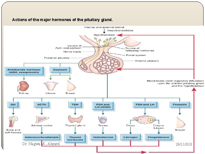 Actions of the major hormones of the pituitary gland. 7 Dr: Nagwa M. ,