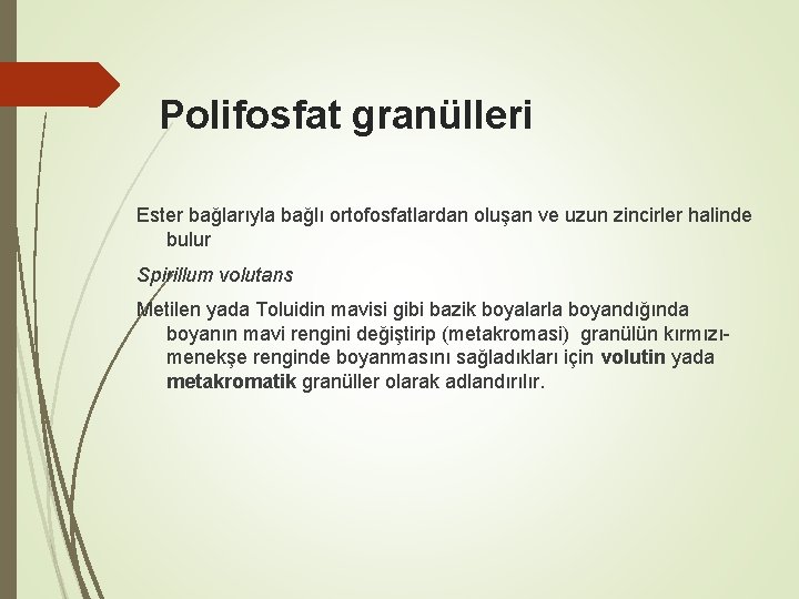 Polifosfat granülleri Ester bağlarıyla bağlı ortofosfatlardan oluşan ve uzun zincirler halinde bulur Spirillum volutans