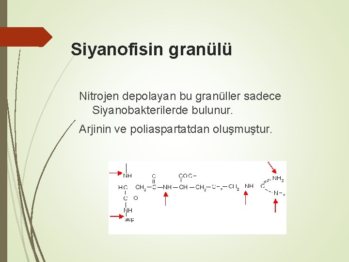 Siyanofisin granülü Nitrojen depolayan bu granüller sadece Siyanobakterilerde bulunur. Arjinin ve poliaspartatdan oluşmuştur. 