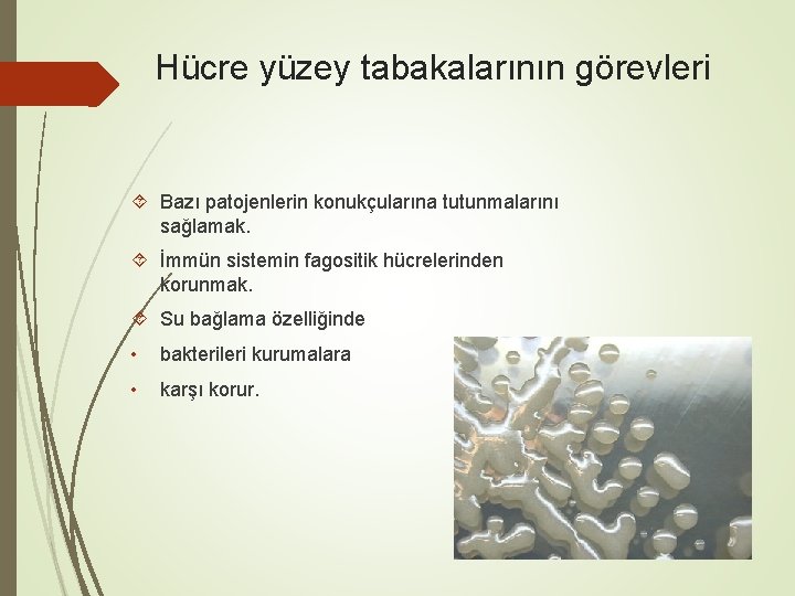 Hücre yüzey tabakalarının görevleri Bazı patojenlerin konukçularına tutunmalarını sağlamak. İmmün sistemin fagositik hücrelerinden korunmak.