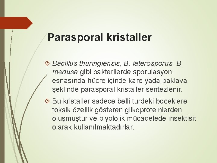 Parasporal kristaller Bacillus thuringiensis, B. laterosporus, B. medusa gibi bakterilerde sporulasyon esnasında hücre içinde