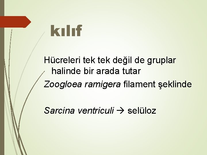 kılıf Hücreleri tek değil de gruplar halinde bir arada tutar Zoogloea ramigera filament şeklinde