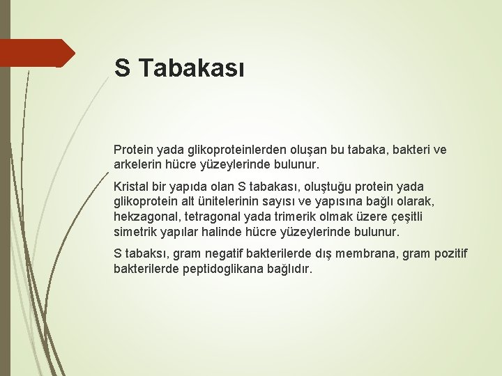 S Tabakası Protein yada glikoproteinlerden oluşan bu tabaka, bakteri ve arkelerin hücre yüzeylerinde bulunur.