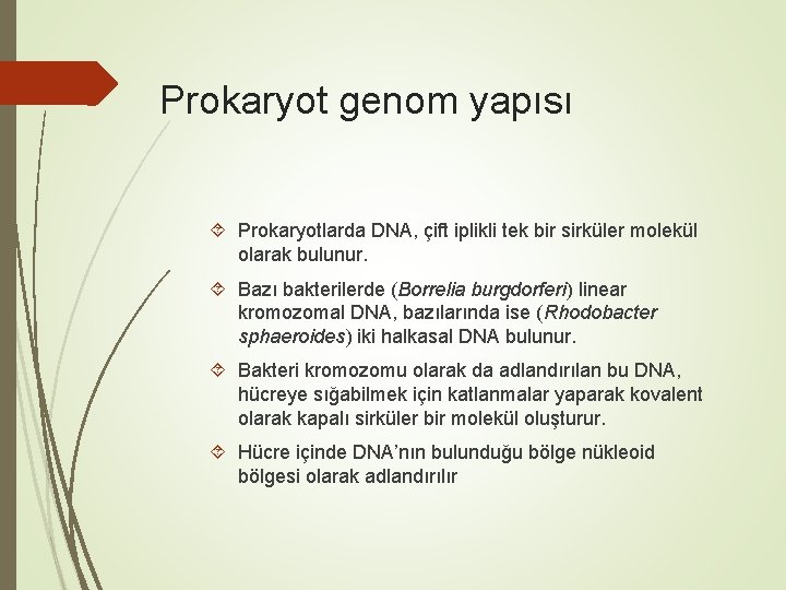 Prokaryot genom yapısı Prokaryotlarda DNA, çift iplikli tek bir sirküler molekül olarak bulunur. Bazı