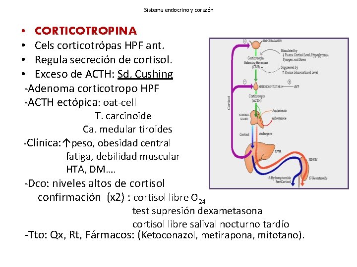 Sistema endocrino y corazón • CORTICOTROPINA • Cels corticotrópas HPF ant. • Regula secreción