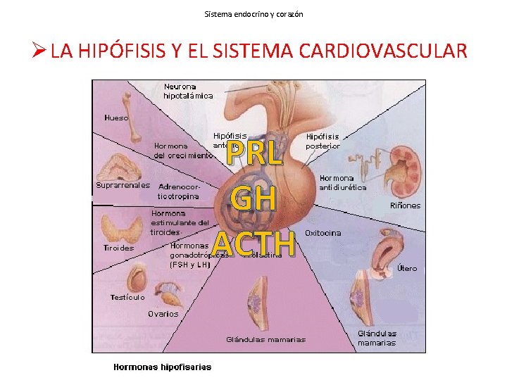 Sistema endocrino y corazón Ø LA HIPÓFISIS Y EL SISTEMA CARDIOVASCULAR PRL GH ACTH