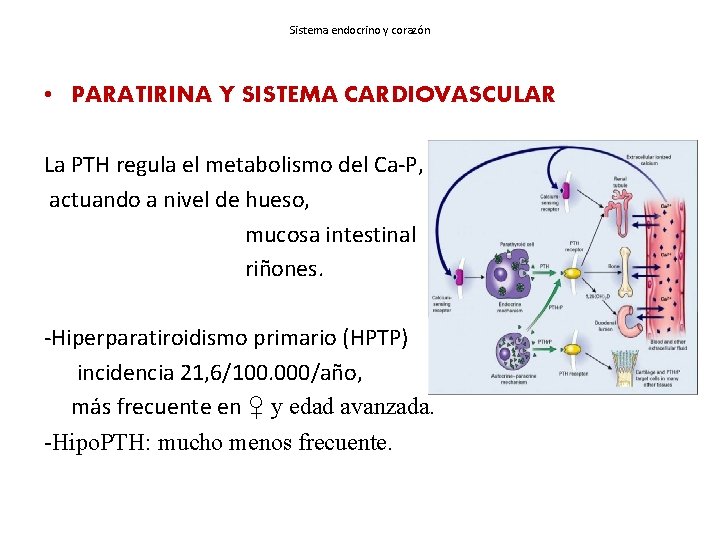 Sistema endocrino y corazón • PARATIRINA Y SISTEMA CARDIOVASCULAR La PTH regula el metabolismo