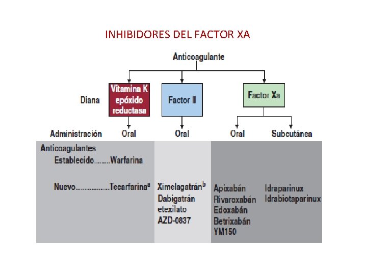  INHIBIDORES DEL FACTOR XA 