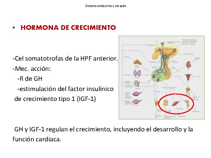 Sistema endocrino y corazón • HORMONA DE CRECIMIENTO -Cel somatotrofas de la HPF anterior.