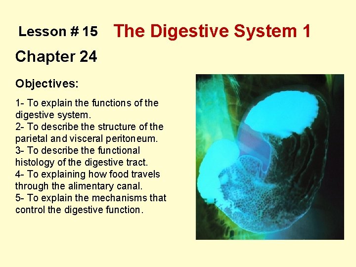 Lesson # 15 The Digestive System 1 Chapter 24 Objectives: 1 - To explain