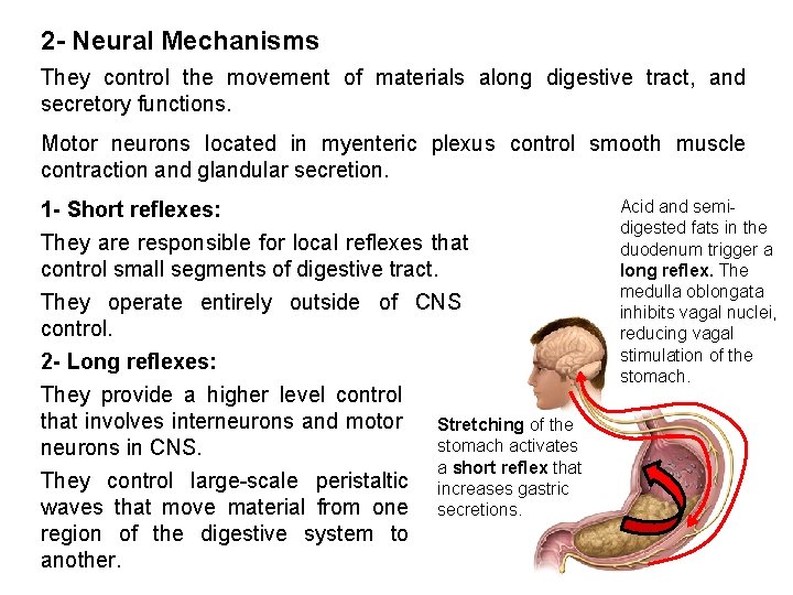 2 - Neural Mechanisms They control the movement of materials along digestive tract, and