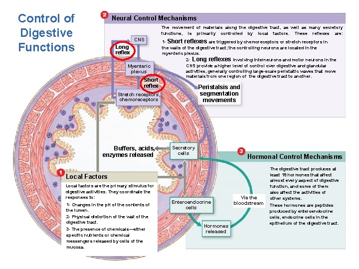 Control of Digestive Functions Neural Control Mechanisms The movement of materials along the digestive