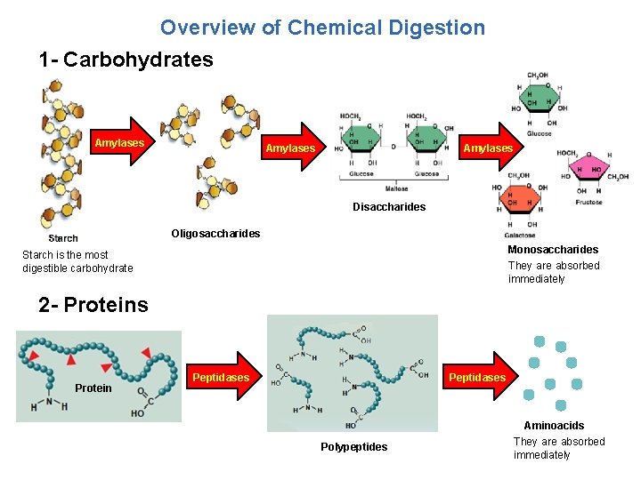 Overview of Chemical Digestion 1 - Carbohydrates Amylases Disaccharides Oligosaccharides Monosaccharides They are absorbed
