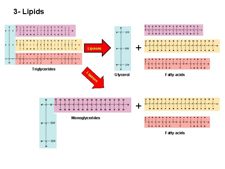 3 - Lipids + Lipases Triglycerides Li pa se s Glycerol Fatty acids +