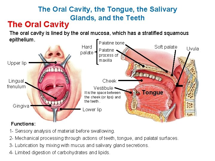 The Oral Cavity, the Tongue, the Salivary Glands, and the Teeth The Oral Cavity