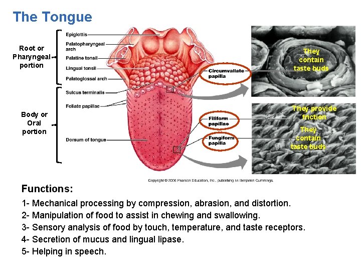The Tongue Root or Pharyngeal portion Body or Oral portion They contain taste buds