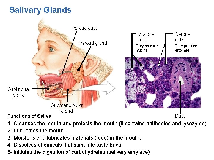 Salivary Glands Parotid duct Parotid gland Mucous cells They produce mucins Serous cells They