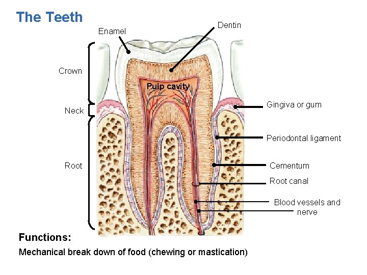 The Teeth Dentin Enamel Crown Pulp cavity Neck Gingiva or gum Periodontal ligament Root