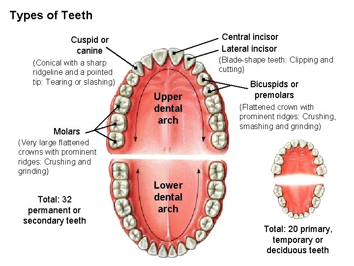 Types of Teeth Central incisor Lateral incisor Cuspid or canine (Blade-shape teeth: Clipping and