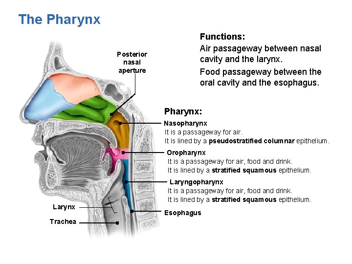 The Pharynx Posterior nasal aperture Functions: Air passageway between nasal cavity and the larynx.