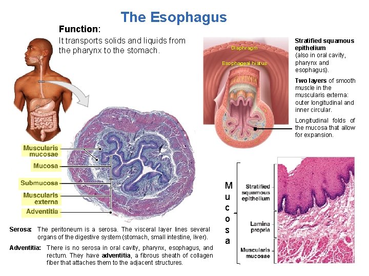 Function: The Esophagus It transports solids and liquids from the pharynx to the stomach.