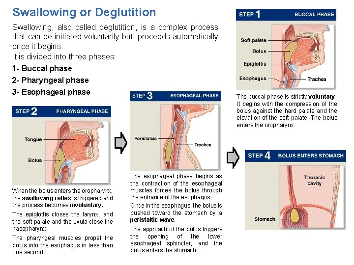Swallowing or Deglutition Swallowing, also called deglutition, is a complex process that can be