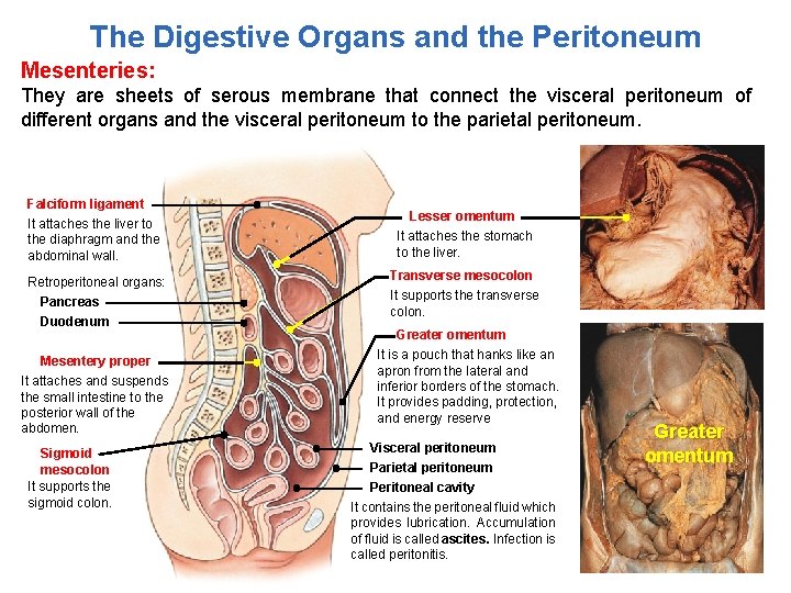 The Digestive Organs and the Peritoneum Mesenteries: They are sheets of serous membrane that