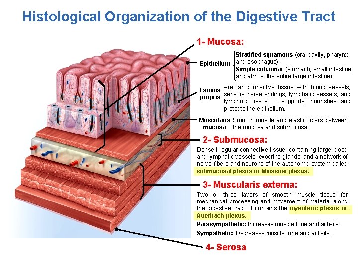 Histological Organization of the Digestive Tract 1 - Mucosa: Stratified squamous (oral cavity, pharynx