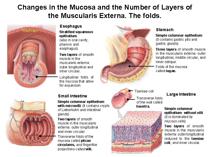 Changes in the Mucosa and the Number of Layers of the Muscularis Externa. The