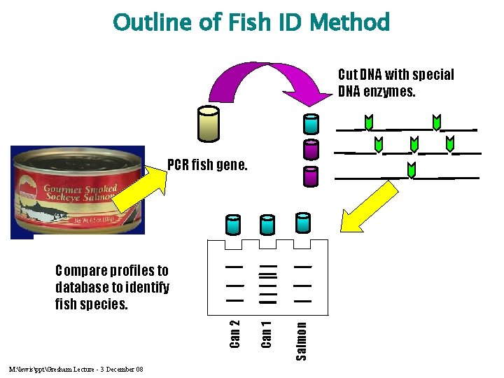 Outline of Fish ID Method Authentic Fish. Extract DNA. Cut DNA with special DNA