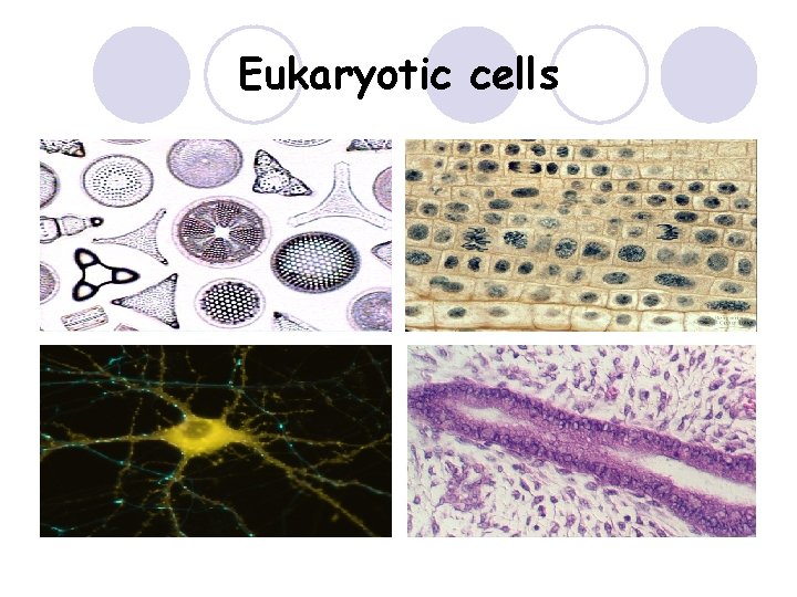 Eukaryotic cells 