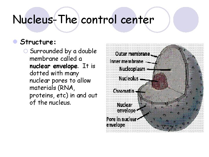 Nucleus-The control center l Structure: ¡ Surrounded by a double membrane called a nuclear