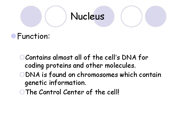 Nucleus l Function: ¡Contains almost all of the cell’s DNA for coding proteins and