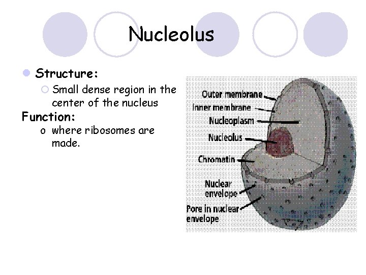 Nucleolus l Structure: ¡ Small dense region in the center of the nucleus Function: