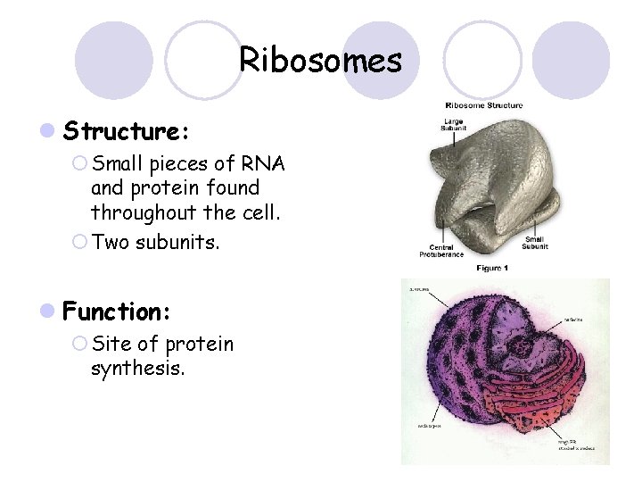 Ribosomes l Structure: ¡ Small pieces of RNA and protein found throughout the cell.