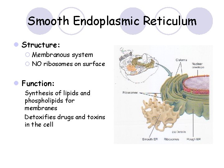 Smooth Endoplasmic Reticulum l Structure: ¡ Membranous system ¡ NO ribosomes on surface l