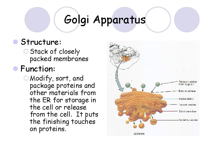 Golgi Apparatus l Structure: ¡ Stack of closely packed membranes l Function: ¡ Modify,