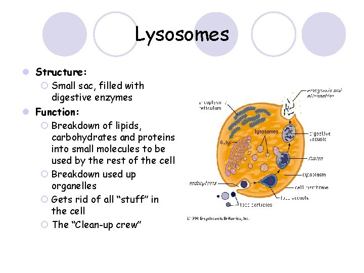 Lysosomes l Structure: ¡ Small sac, filled with digestive enzymes l Function: ¡ Breakdown