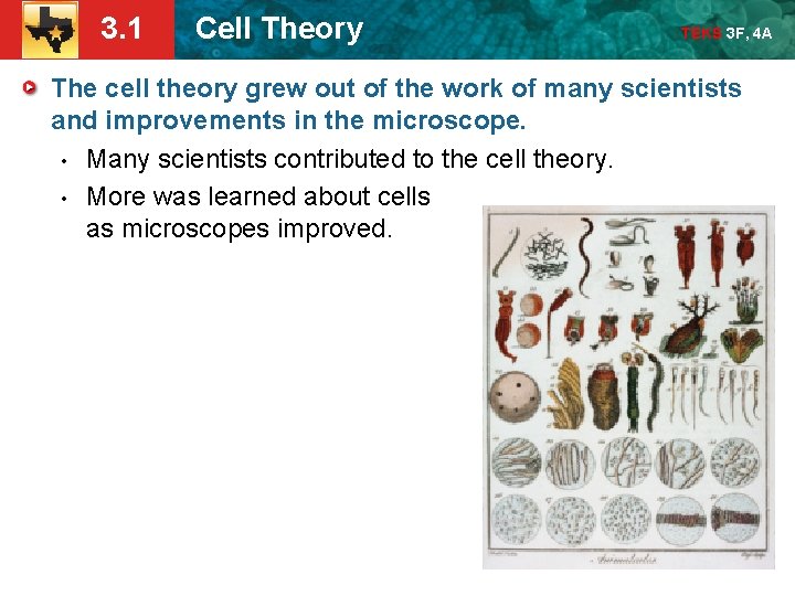 3. 1 Cell Theory TEKS 3 F, 4 A The cell theory grew out