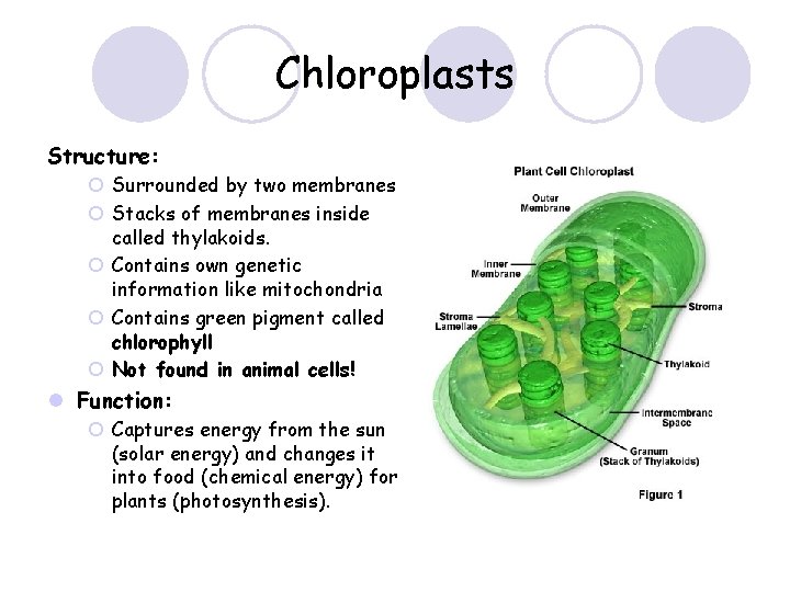 Chloroplasts Structure: ¡ Surrounded by two membranes ¡ Stacks of membranes inside called thylakoids.