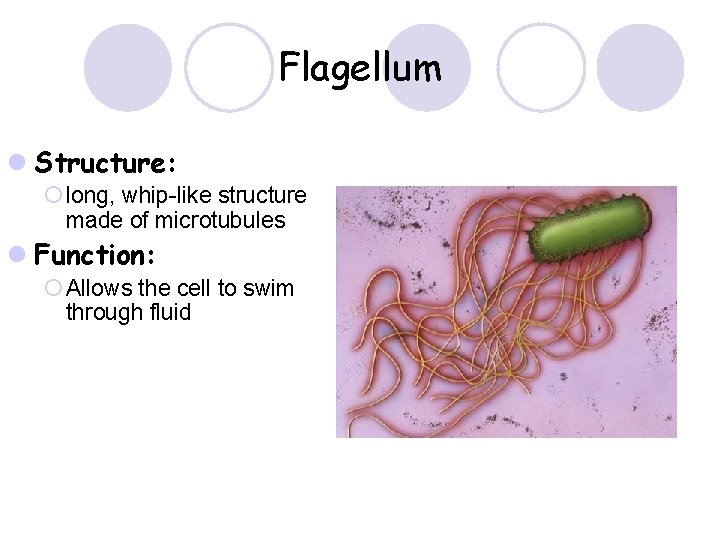 Flagellum l Structure: ¡ long, whip-like structure made of microtubules l Function: ¡ Allows