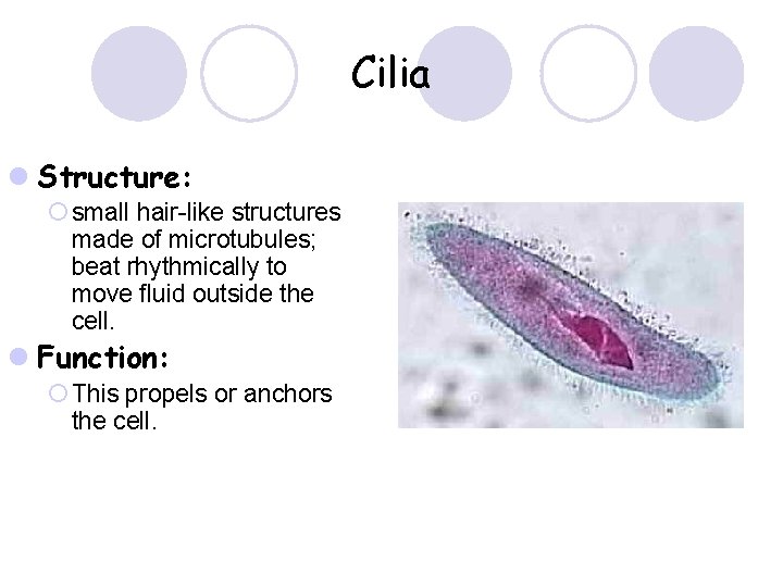 Cilia l Structure: ¡ small hair-like structures made of microtubules; beat rhythmically to move