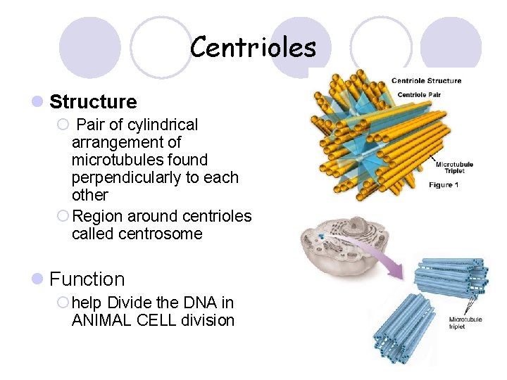 Centrioles l Structure ¡ Pair of cylindrical arrangement of microtubules found perpendicularly to each