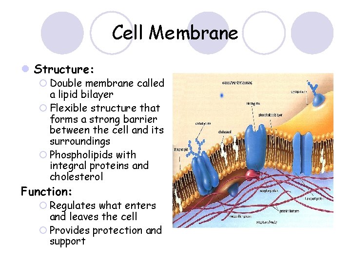 Cell Membrane l Structure: ¡ Double membrane called a lipid bilayer ¡ Flexible structure