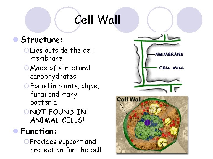 Cell Wall l Structure: ¡ Lies outside the cell membrane ¡ Made of structural