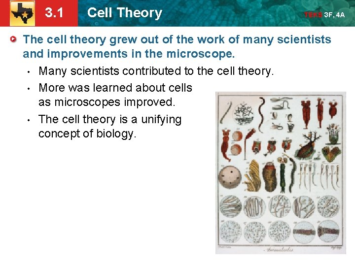 3. 1 Cell Theory TEKS 3 F, 4 A The cell theory grew out