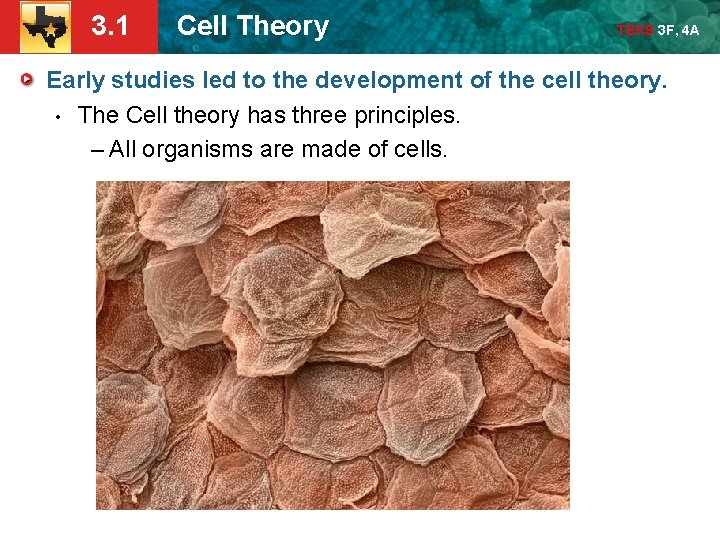 3. 1 Cell Theory TEKS 3 F, 4 A Early studies led to the