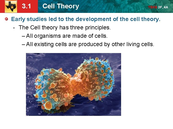 3. 1 Cell Theory TEKS 3 F, 4 A Early studies led to the