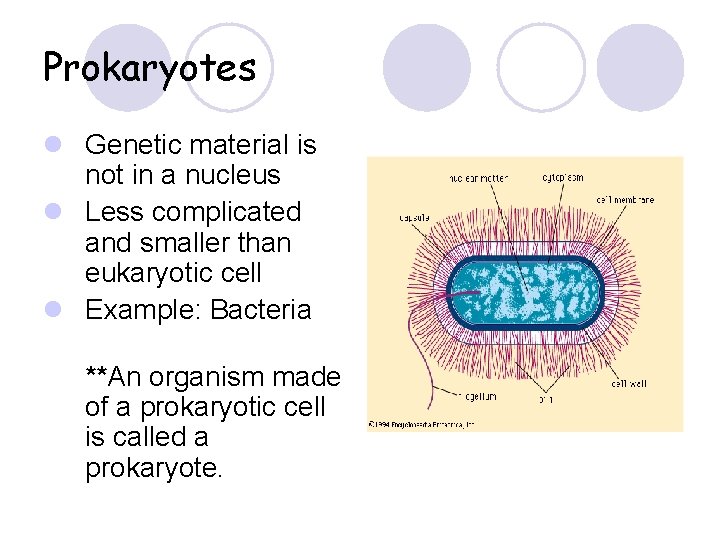 Prokaryotes l Genetic material is not in a nucleus l Less complicated and smaller