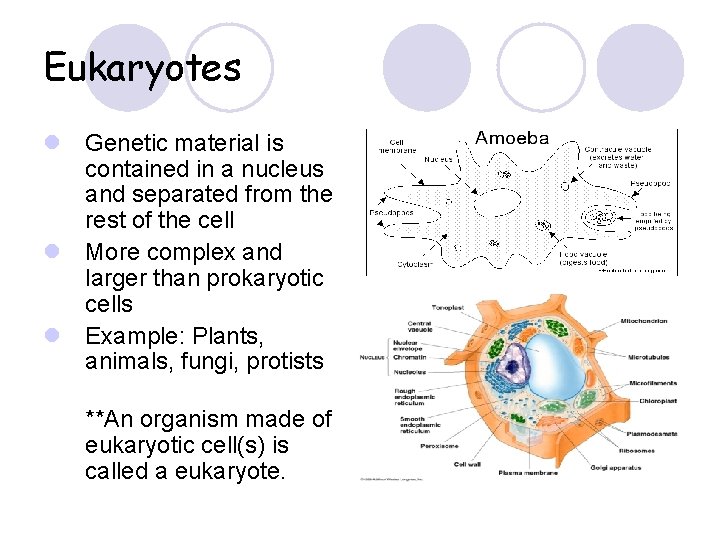 Eukaryotes l Genetic material is contained in a nucleus and separated from the rest